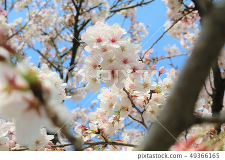 Cherry tree  49366165