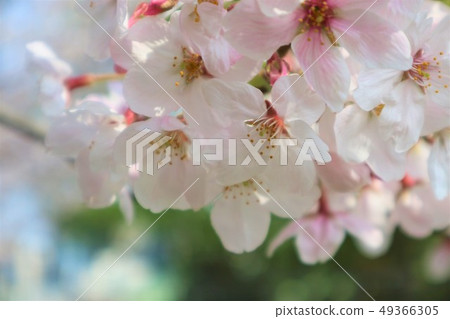 Cherry Blossom	 49366305