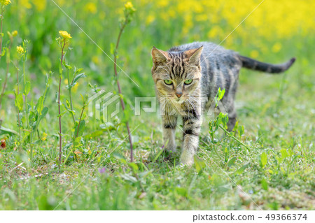 Cat to take a walk 49366374