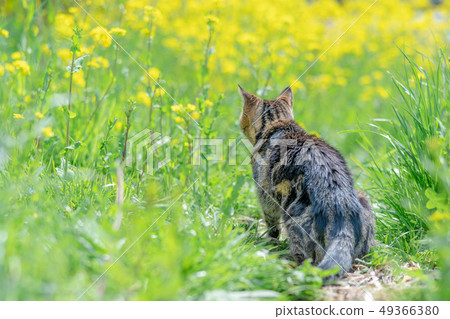 Cat to take a walk Cat to take a walk 49366380