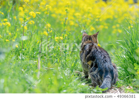 Cat to take a walk 49366381