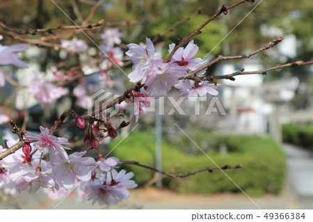 Cherry at the end of the road Cherry at the end of the road 49366384