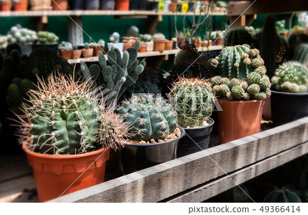 Mini cactus in house collections. 49366414