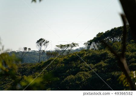 Amami Oshima jungle Amami Oshima jungle 49366582