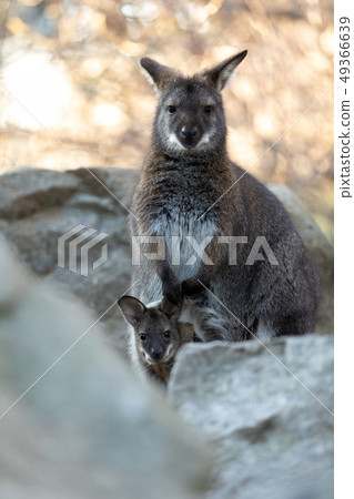 Red-necked Wallaby with baby in bag Red-necked Wallaby with baby in bag 49366639
