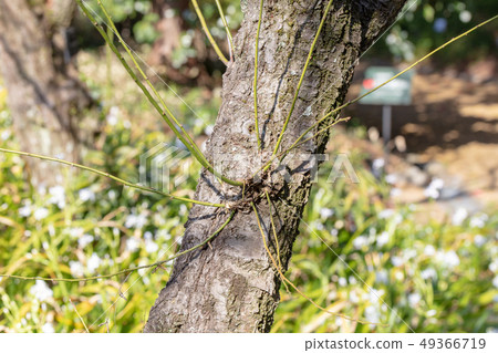 Ume-kenkyo (Rose family) wood skin, wood silk, wood leaf, hull, bark, wood grain, flower, bud, fruit) 49366719