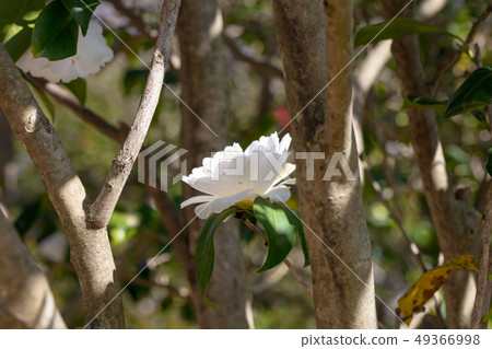 山茶花，光，玉（Tsubakiaceae）木皮，木絲，木葉，船體，樹皮，木紋，花，芽，水果） 49366998