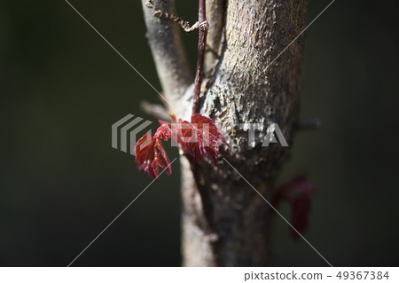 Young leaves of vine plants 49367384
