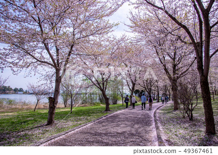 青森縣津輕Tsuru no Mai Bridge與家人Sakura Snow Snow Road一起去 49367461