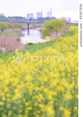 Minuma rice field, rape blossoms along Shibakawa bank Minuma rice field, rape blossoms along Shibakawa bank 49367498