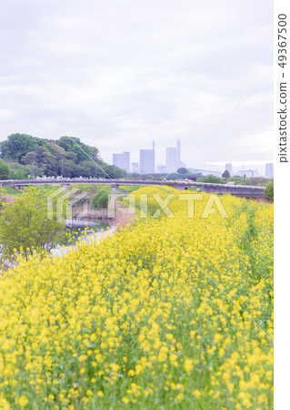 Minuma稻田，Shibakawa銀行的油菜花 49367500