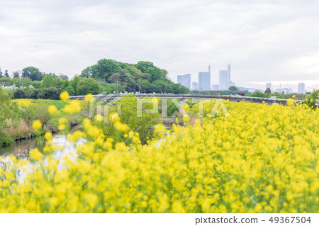 Minuma rice field, rape blossoms along Shibakawa bank 49367504