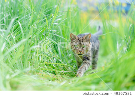 Cat to take a walk 49367581