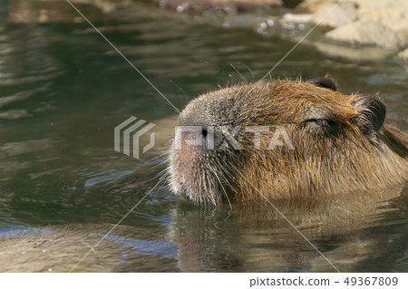 水豚溫泉沐浴場景 49367809