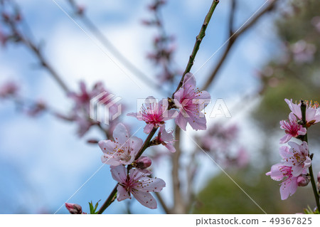 Peach, peach (Rose family) wood skin, wood silk, wood leaf, hull, bark, wood grain, flower, bud, fruit) 49367825