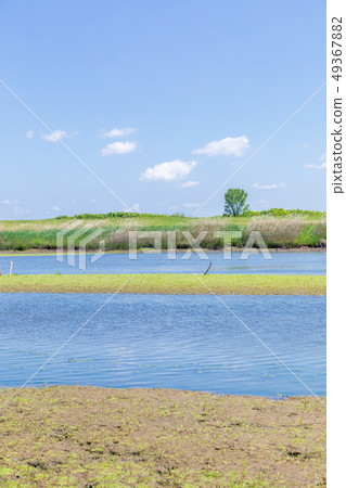 Haruwatarose水庫第1控制池清爽的春天 49367882
