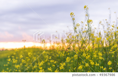 Minuma rice field, rape blossoms along Shibakawa bank Minuma rice field, rape blossoms along Shibakawa bank 49367986