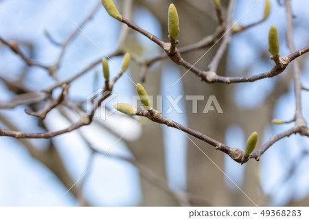 Hakkokuren (Mokurenaceae) wood skin, wood silk, wood leaf, hull, bark, wood grain, flowers, buds, fruits) Hakkokuren (Mokurenaceae) wood skin, wood silk, wood leaf, hull, bark, wood grain, flowers, buds, fruits) 49368283