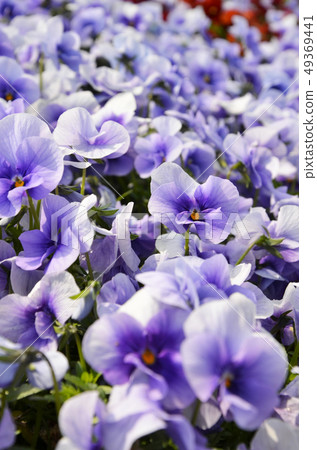 Flowers in the flower bed 49369441