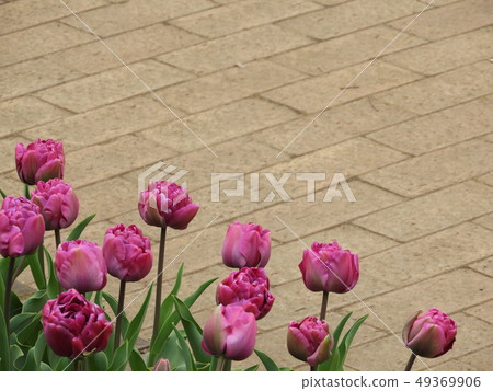 Tulip m Tulip m 49369906