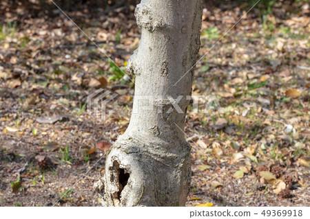 Shide-bushi：又名Himeko bushi（Mokurenaceae）木皮，木皮，樹籬，船體，樹皮，木紋，花，芽，果實） 49369918