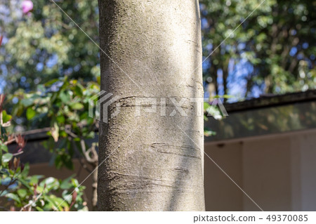 Skinny magnolia (Moclinaceae) wood skin, wood silk, wood bar, hull, bark, grain of wood, flower, bud, fruit) 49370085