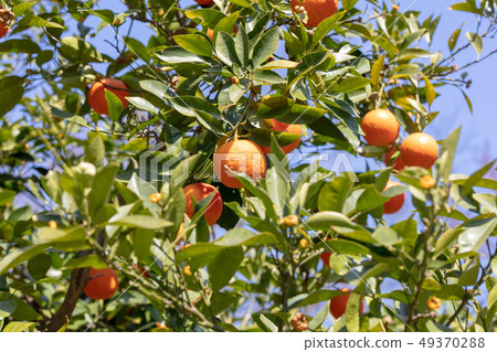 Daidai：代_橙（Mitaceae）木皮，木絲，木葉，船體，樹皮，木紋，花，芽，水果） 49370288
