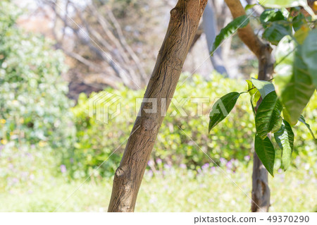 Daidai: Generation _ orange (Mitaceae) wood skin, wood silk, wood foliage, hull, bark, wood grain, flowers, buds, fruits) 49370290