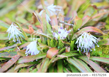 桑蠶shojobakama花 桑蠶shojobakama花 49370294