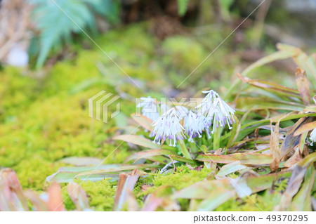 Flower of silkworm shojobakama Flower of silkworm shojobakama 49370295