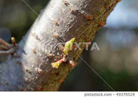 Kanghizakura：櫻花（薔薇科）木材，木材，木材，樹木去角質，船體，樹皮，穀物，花，芽，水果） 49370529