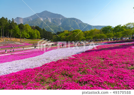Pink moss ( Shibazakura, Phlox subulata ) Pink moss ( Shibazakura, Phlox subulata ) 49370588