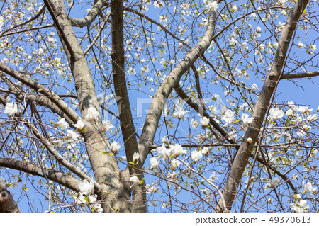 Kobushi: Hot bean (Mokurenaceae) wood skin, wood silk, wood leaf, hull, bark, grain of wood, flower, bud, fruit) Kobushi: Hot bean (Mokurenaceae) wood skin, wood silk, wood leaf, hull, bark, grain of wood, flower, bud, fruit) 49370613
