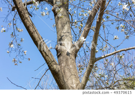 Kobushi: Hot bean (Mokurenaceae) wood skin, wood silk, wood leaf, hull, bark, grain of wood, flower, bud, fruit) Kobushi: Hot bean (Mokurenaceae) wood skin, wood silk, wood leaf, hull, bark, grain of wood, flower, bud, fruit) 49370615