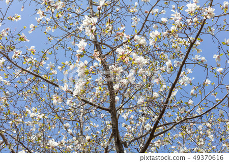 Kobushi：熱豆（Mokurenaceae）木皮，木絲，木葉，船體，樹皮，木紋，花，芽，水果） 49370616