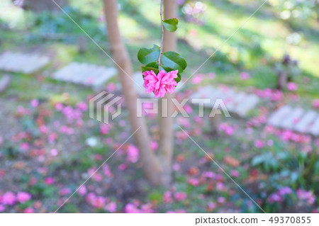 Pink camellia flowers Pink camellia flowers 49370855
