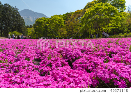 Shibazakura Hill full bloom Hitotsuyama Park Chichibu City Saitama Japan Shibazakura Hill full bloom Hitotsuyama Park Chichibu City Saitama Japan 49371148