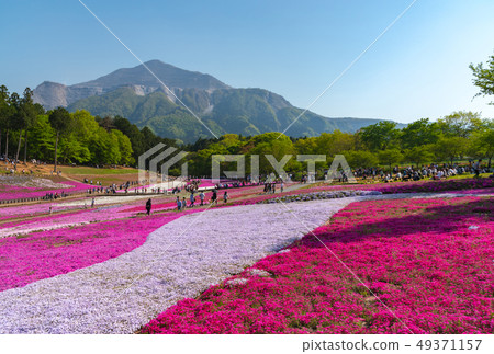 Shibazakura Hill full bloom Hitotsuyama Park Chichibu City Saitama Japan Shibazakura Hill full bloom Hitotsuyama Park Chichibu City Saitama Japan 49371157