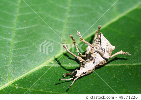 白嘴象鼻蟲(假死) 白嘴象鼻蟲(假死) 49371220