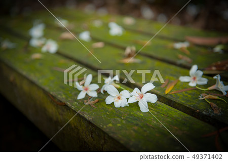 白色油桐花, 五月雪, 客家桐花季,木油桐花 49371402
