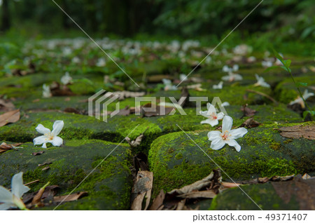 白色油桐花, 五月雪, 客家桐花季,木油桐花 49371407