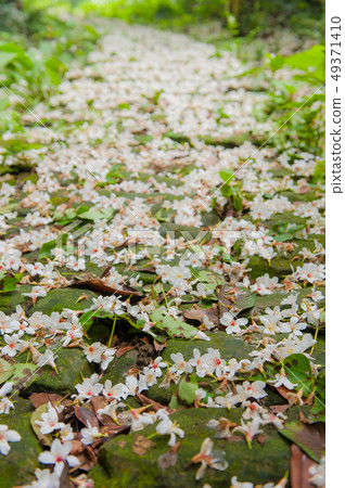 白色油桐花, 五月雪, 客家桐花季,木油桐花 49371410