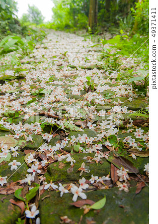 白色油桐花, 五月雪, 客家桐花季,木油桐花 49371411