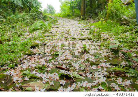 白色油桐花, 五月雪, 客家桐花季,木油桐花 49371412