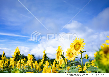 Sunflower field Sunflower field 49371448