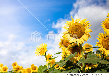 Sunflower field Sunflower field 49371455