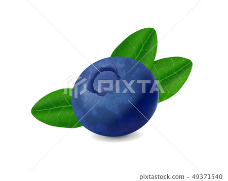 Blueberry isolated on white background. Realistic illustration 49371540