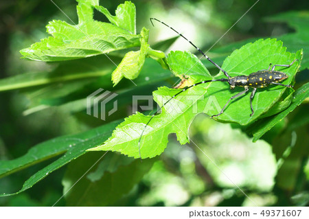 Kiboshikamikiri 49371607