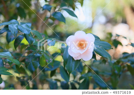 Rose Flower Tianjin Maiden Rose Flower Tianjin Maiden 49371619