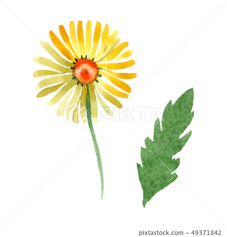 Yellow daisy floral botanical flower. Watercolor background illustration set. Isolated daisybushes 49371842